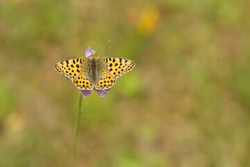 Kleiner Perlmuttfalter (Issoria lathonia)