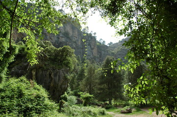 Fototapeta premium Arboles paisaje