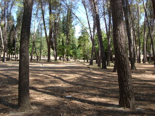 Arboles paisaje