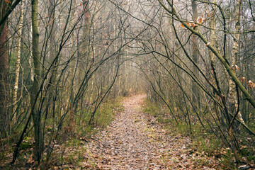 leśna jesienna droga © Marcin Łazarczyk