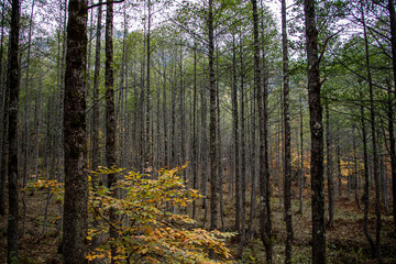 Nature, in its broadest definition, is the natural, physical, material world and indeed the entire universe and this image is one of his most beautiful images ever taken.