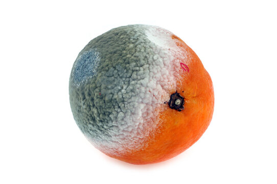 Orange pourrie sur fond blanc