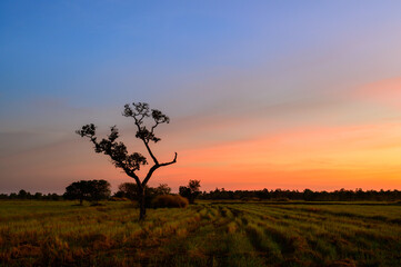 Fototapeta na wymiar Tree silhouette with orange and blue sky in rice fields,against sunset background.