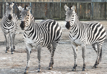 Zebras on a walk in winter nature. They live in small groups consisting of females with cubs and one stallion.