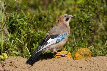 Fototapete bei efototapeten.de bestellen   