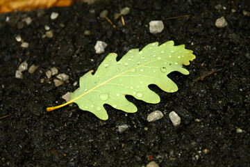 Leaf on the ground