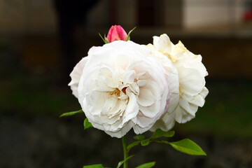 Roses in the city