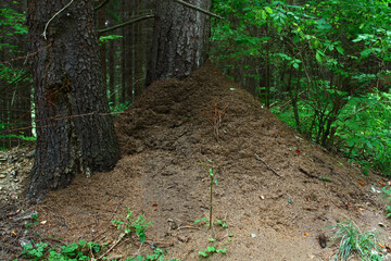 Large anthill