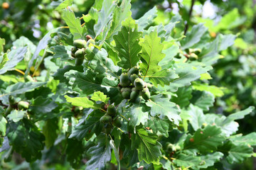 Acorns on a tree