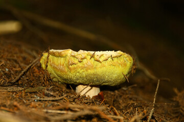 Boletus edulis