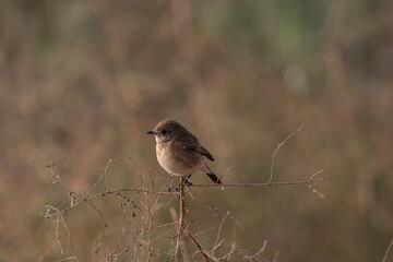 Fototapeta premium Pied bush chat female