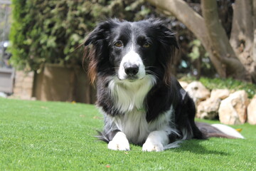 Border Collie