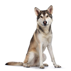 Handsome purebred Tamaskan wolf dog, sitting side ways. Looking towards camera with light yellow eyes. Isolated on white background. Mouth closed.