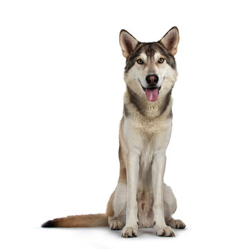 Handsome purebred Tamaskan wolf dog, sitting facing front. Looking towards camera with light yellow eyes. Isolated on white background. Mouth open, tongue out.