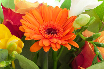 Plants radiantly reflecting light