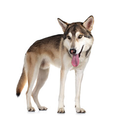 Handsome purebred Tamaskan wolf dog, standing side ways. Looking beside camera with light yellow eyes. Isolated on white background. Mouth open, tongue out and head low.
