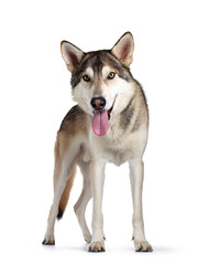 Fototapeta premium Handsome purebred Tamaskan wolf dog, standing facing front. Looking straight at camera with light yellow eyes. Isolated on white background. Mouth open, tongue out.