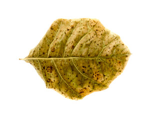The Oak Leaf on a white background.