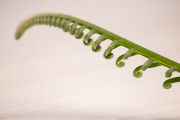 Tropical sago palm leaf. Curly buds of a cycad Japanese sago palm. 