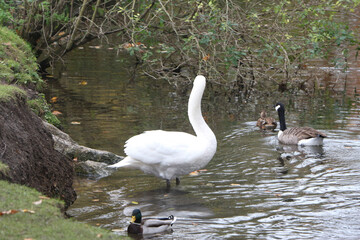 Swan swimming on the river Lea