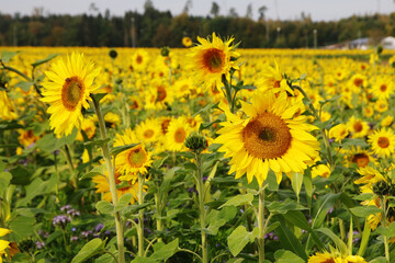 Sunflower field in Baden-Wurttemberg, Germany