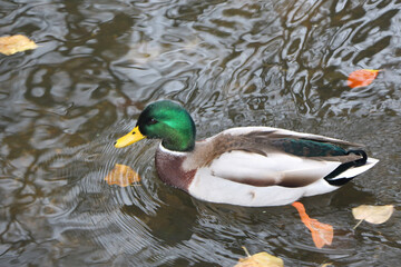 Mallard swimming through the cold waters of the river Lea