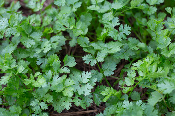Coriander plant in vegetables garden. Organic food for health
