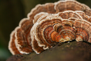 Layers of fungus clinging to the outside of a tree
