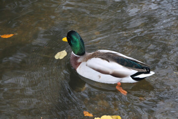 Mallard swimming through the cold waters of the river Lea