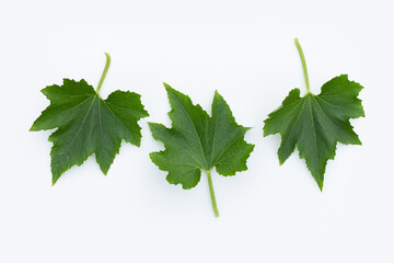 Winter melon leaves on white background.