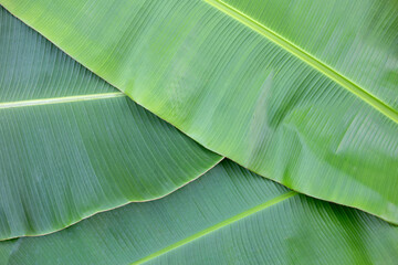 Obraz premium Banana leaves on white background.