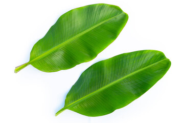 Obraz premium Banana leaves on white background.