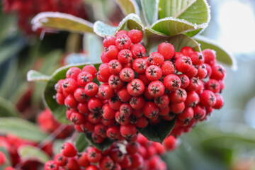 Red berries with a dusting of morning frost