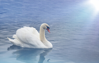 A white Swan on a background of blue water is illuminated by a white glow.
