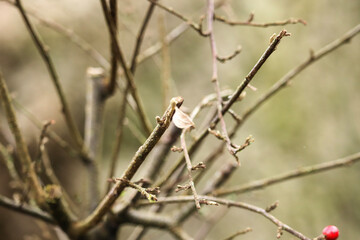 Winter berries on the bare branches