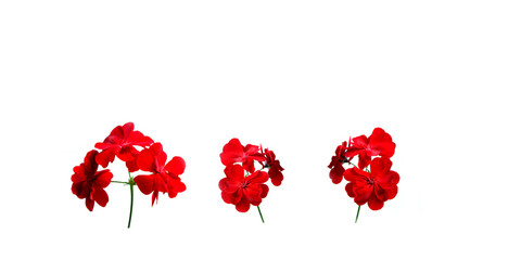 Red geranium flowers on white background, set of bright red flowers