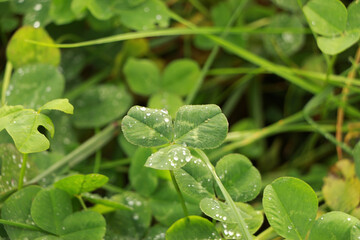 Dewy grass in an autumn field