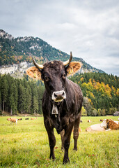 A curious young bull of famous Bavarian breed on Alps meadows