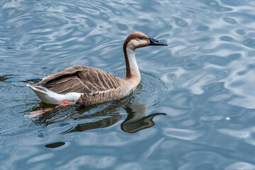 Swan Goose (Anser cygnoides) on pond in park