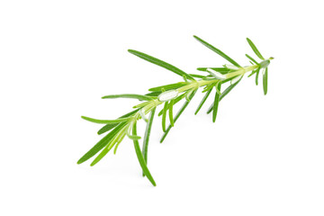 Close-up of a fresh rosemary twig isolated on a white background 