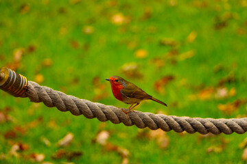 Robin Red breast scavenging for food