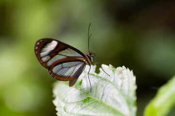 Small butterfly perched on a leaf