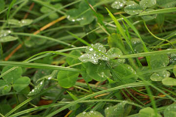 Dewy grass in an autumn field