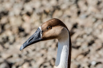 Swan Goose (Anser cygnoides) on pond in park