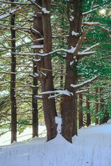Snow-covered pine trees in a winter wonderland