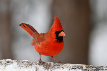 Male Northern Cardinal