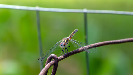 A pretty skimmer dragonfly stands still for a picture on an old wire fence with a defocused green background.