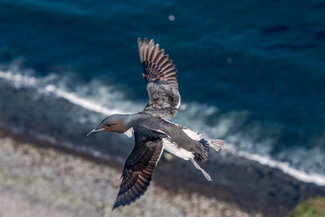 Thick-billed Murre (Uria lomvia) at St. George Island, Pribilof Islands, Alaska, USA