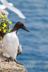 Thick-billed Murre (Uria lomvia) at St. George Island, Pribilof Islands, Alaska, USA