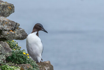 Thick-billed Murre (Uria lomvia) at St. George Island, Pribilof Islands, Alaska, USA